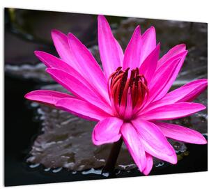 Skleněný obraz - růžový květ (70x50 cm)