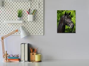 Obraz skleněný hlava černého koně v přírodě - 30 x 60 cm