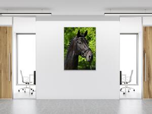Obraz skleněný hlava černého koně v přírodě - 30 x 60 cm