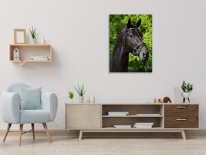 Obraz skleněný hlava černého koně v přírodě - 40 x 60 cm