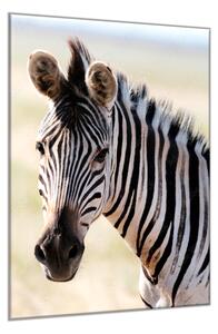 Obraz skleněný hlava zebry - 100 x 150 cm