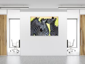 Obraz skleněný tulící se zebry - 80 x 90 cm
