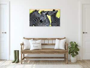 Obraz skleněný tulící se zebry - 80 x 90 cm