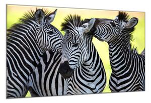Obraz skleněný tulící se zebry - 70 x 100 cm