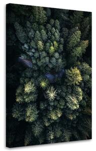 Obraz na plátně Vysoké stromy - Nikita Abakumov Rozměry: 40 x 60 cm