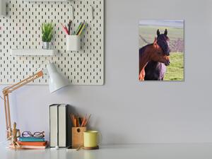 Obraz skleněný dva arabští koně na louce - 30 x 60 cm