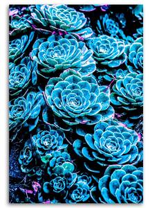 Obraz na plátně Modré sukulenty - Gab Fernando Rozměry: 40 x 60 cm