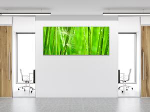 Obraz skleněný detail zelené trávy s chmýřím - 30 x 60 cm