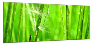 Obraz skleněný detail zelené trávy s chmýřím - 50 x 70 cm