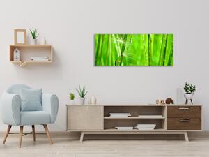 Obraz skleněný detail zelené trávy s chmýřím - 34 x 72 cm