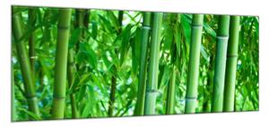 Obraz skleněný sytě zelený bambusový les - 34 x 72 cm