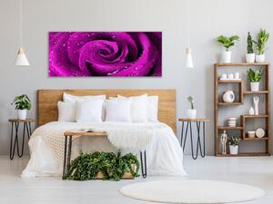 Obraz skleněný detail květu růže - 50 x 100 cm