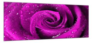 Obraz skleněný detail květu růže - 50 x 70 cm
