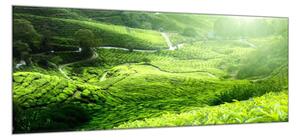 Obraz skleněný čajová plantáž Malajsie - 40 x 60 cm