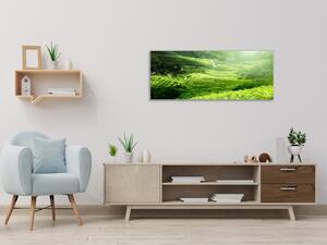 Obraz skleněný čajová plantáž Malajsie - 50 x 100 cm
