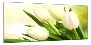 Obraz skleněný květy bílé tulipány na zeleném pozadí - 100 x 150 cm