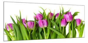 Obraz skleněný květy růžovo fialové tulipány - 50 x 100 cm