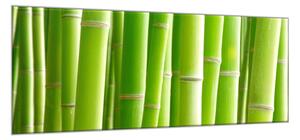 Obraz skleněný detaily stvolu zeleného bambusu - 60 x 90 cm
