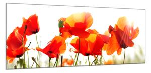 Obraz skleněný malované květy vlčí máky - 50 x 70 cm