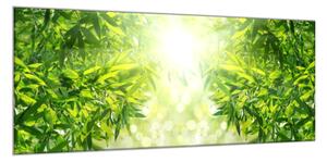 Obraz na skle detail listů bambusový les - 40 x 100 cm