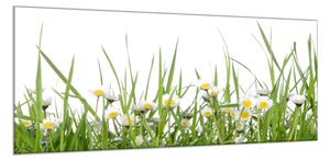 Obraz skleněný sedmikrásky v trávě - 60 x 90 cm