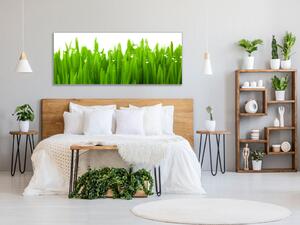 Obraz skleněný detail zelené trávy s rosou - 34 x 72 cm