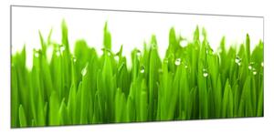 Obraz skleněný detail zelené trávy s rosou - 100 x 150 cm