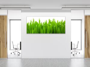 Obraz skleněný detail zelené trávy s rosou - 30 x 60 cm