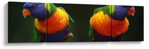 Obraz papoušků (170x50 cm)