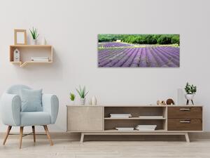 Obraz skleněný levandulové pole pod lesem - 100 x 150 cm