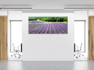 Obraz skleněný levandulové pole pod lesem - 100 x 150 cm
