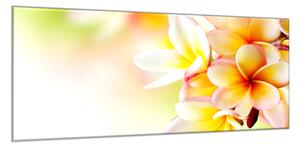 Obraz skleněný žluté květy plumerie - 100 x 150 cm