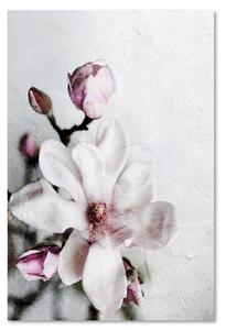 Obraz na plátně Bílý květ magnólie - Dmitry Belov Rozměry: 40 x 60 cm