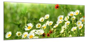 Obraz skleněný rozkvetlá louka bílých kopretin - 50 x 70 cm