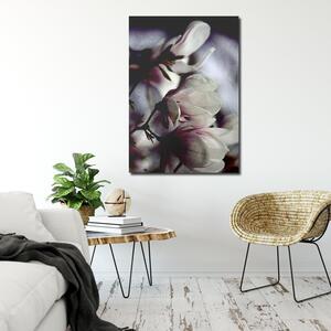 Obraz na plátně Detailní záběr květů magnólie - Dmitry Belov Rozměry: 40 x 60 cm