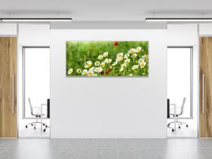 Obraz skleněný rozkvetlá louka bílých kopretin - 34 x 72 cm