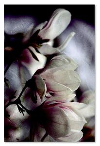 Obraz na plátně Detailní záběr květů magnólie - Dmitry Belov Rozměry: 40 x 60 cm