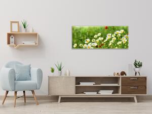 Obraz skleněný rozkvetlá louka bílých kopretin - 50 x 100 cm