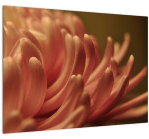 Skleněný obraz detailu květiny (70x50 cm)