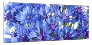 Obraz skleněný detail květy chrpy - 60 x 90 cm