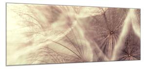 Obraz skleněný béžové chmýří odkvetlé pampelišky - 30 x 60 cm