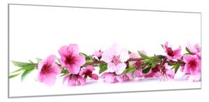Obraz skleněný růžové květy broskve - 52 x 60 cm