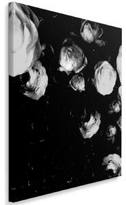 Obraz na plátně Černobílé pivoňky - Dmitry Belov Rozměry: 40 x 60 cm