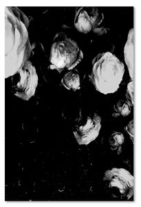 Obraz na plátně Černobílé pivoňky - Dmitry Belov Rozměry: 40 x 60 cm