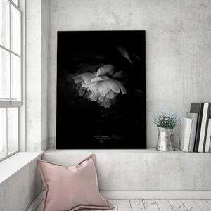 Obraz na plátně Černobílá pivoňka - Dmitry Belov Rozměry: 40 x 60 cm