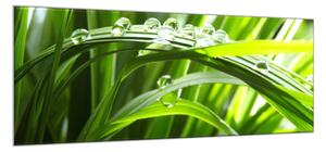 Obraz skleněný detail stvolu trávy s rosou - 30 x 60 cm