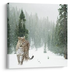 Obraz leoparda ve sněhu (30x30 cm)