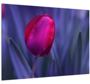 Skleněný obraz poupěte tulipánu (70x50 cm)