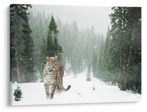 Obraz leoparda ve sněhu (70x50 cm)