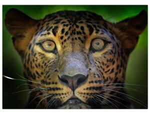 Skleněný obraz - Portrét leoparda, Sri Lanka (70x50 cm)